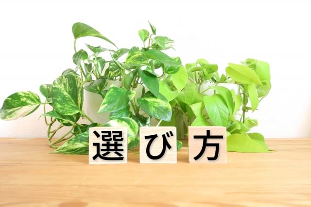 植物と選び方の文字